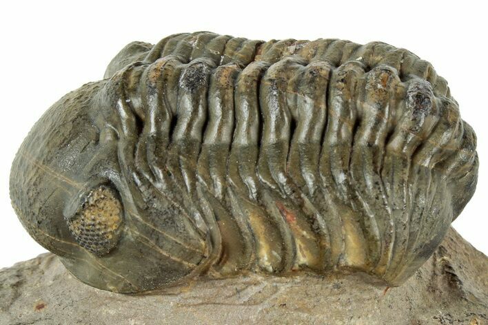 Reedops Trilobite - Atchana, Morocco #312338